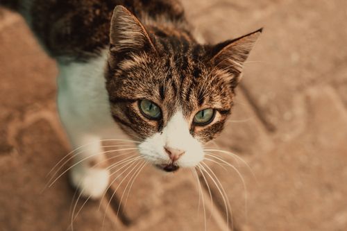 Free From above of cute tabby cat with green eyes standing on street and looking at camera Stock Photo