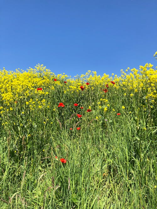 Photos gratuites de ciel bleu, fleurs rouges, image d'arrière-plan