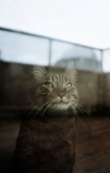 好奇的虎斑猫在室内舒适的环境中，身影映在窗户上