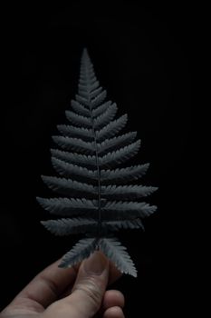 一只握着精致银色蕨类植物的手，在黑暗背景的映衬下，特写镜头展现了大自然的优雅