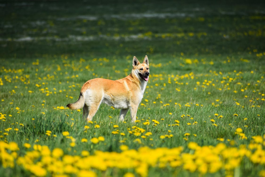 動物攝影, 大隻的狗, 春天 的 免費圖庫相片