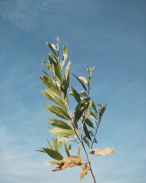 Fotos de stock gratuitas de arboles, cielo, cielo azul