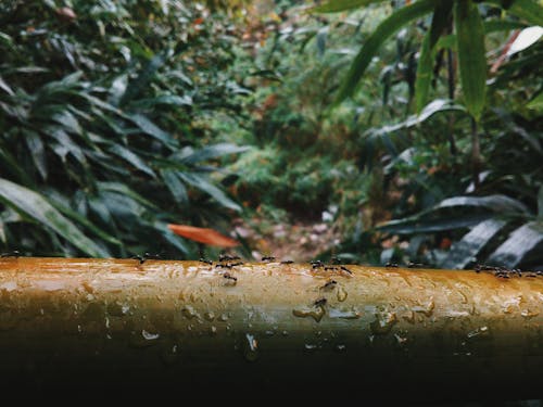 Fotos de stock gratuitas de bambú, belleza de la naturaleza, bosque