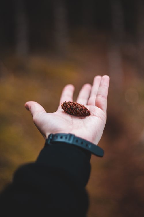 Free High angle of crop anonymous male in black sweater and wristwatch showing small tree cone standing in autumn forest Stock Photo
