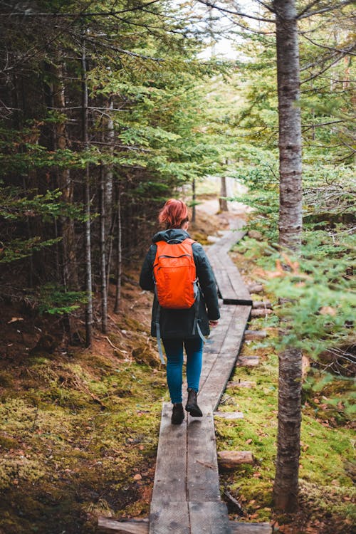 Back view of faceless female hiker in warm outfit and backpack walking on wooden pathway among green trees in autumnal forest