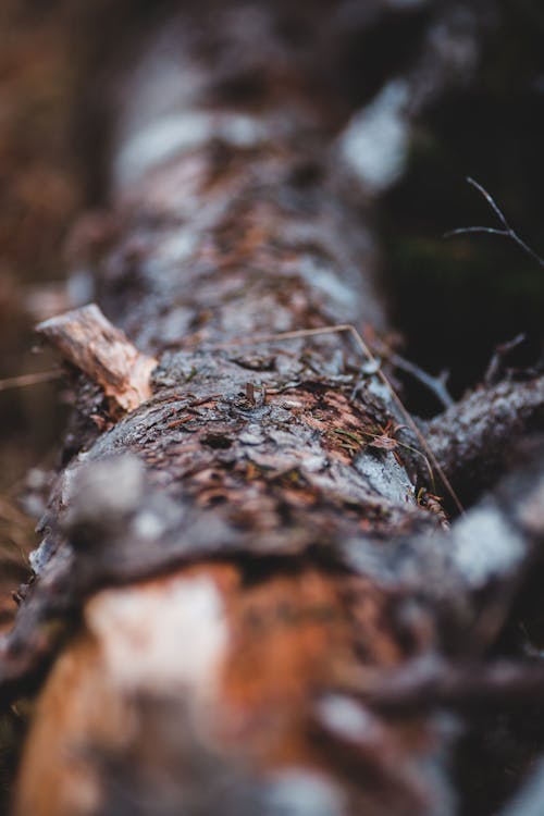 Dry tree bark in dark forest