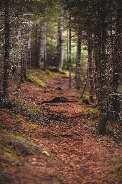 Narrow path through coniferous trees in autumn forest