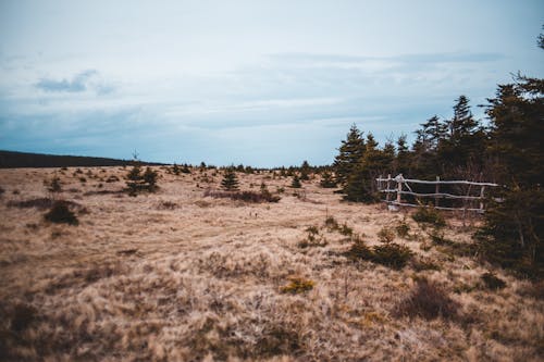 Serene landscape of dry grassy meadow located near evergreen conifers in early autumn morning