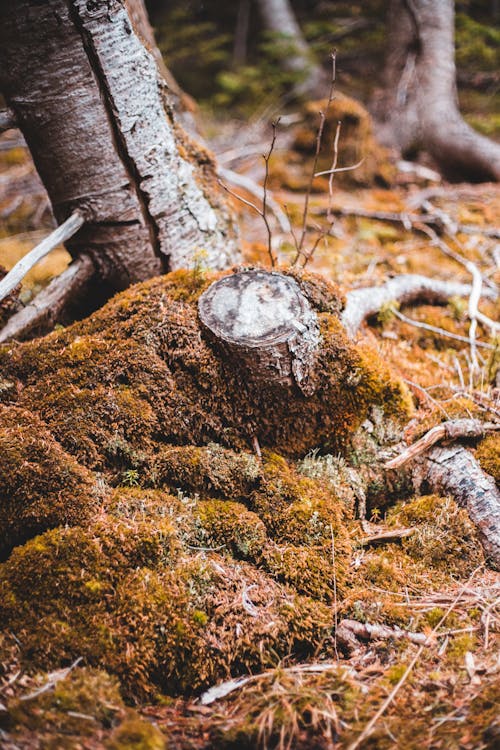 Chopped tree trunk on mossy ground in forest