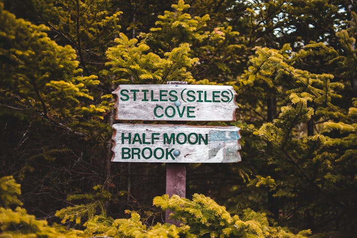 Old weathered wooden signs with green directing inscriptions located in abundant evergreen woods