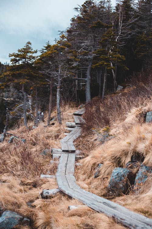 Photo of Wooden Pathway Near Trees