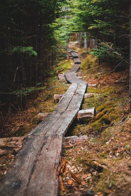 Brown Wooden Pathway In Forest · Free Stock Photo