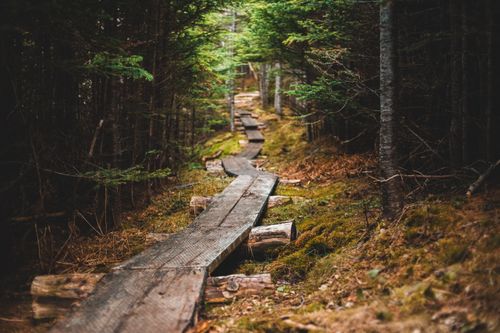 Free Explore the tranquility of a wooden pathway cutting through a lush, dense forest setting. Stock Photo