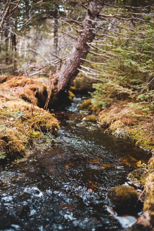 Free Narrow curvy creek streaming fast through mossy dry forest on cold autumn day Stock Photo