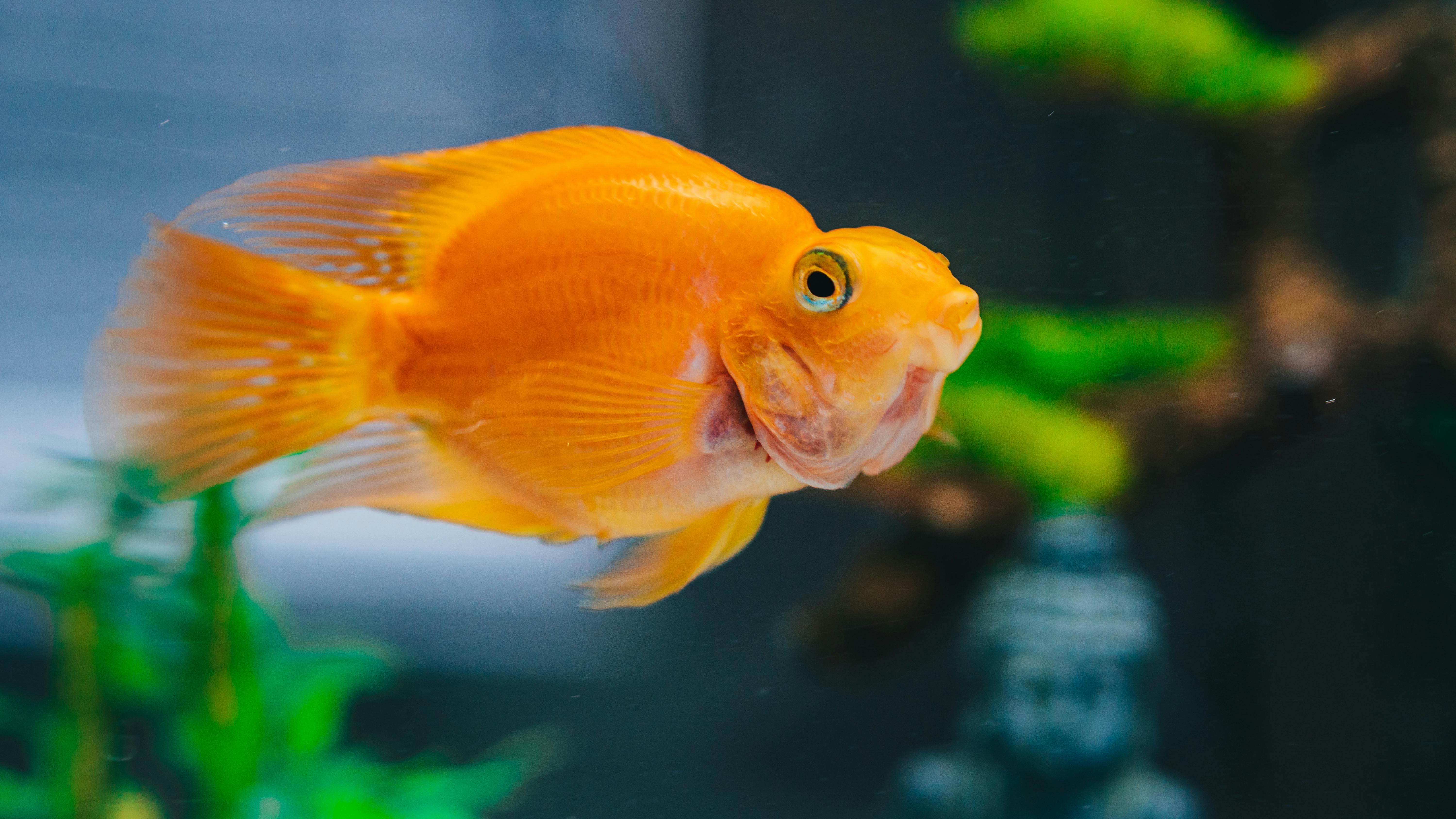 Photo of Goldfish in Fish Tank · Free Stock Photo