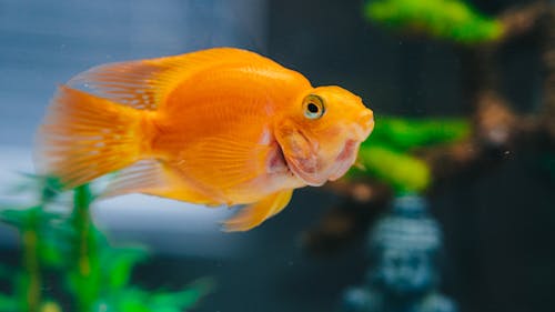 Photo of Goldfish in Fish Tank