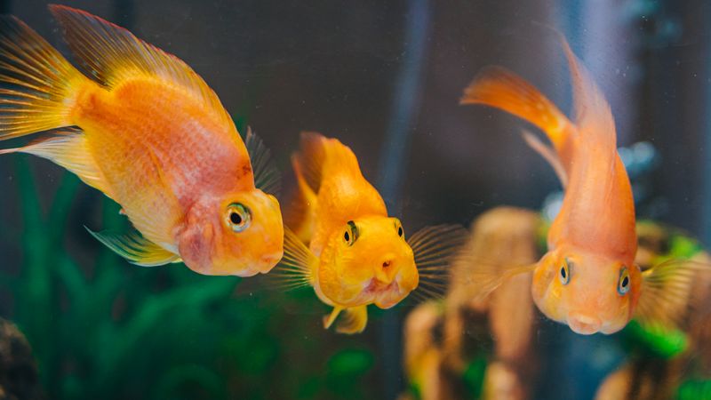 Three vibrant goldfish swim gracefully in a clear aquarium tank.