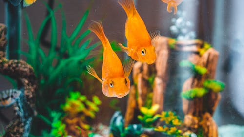 Goldfish in Fish Tank