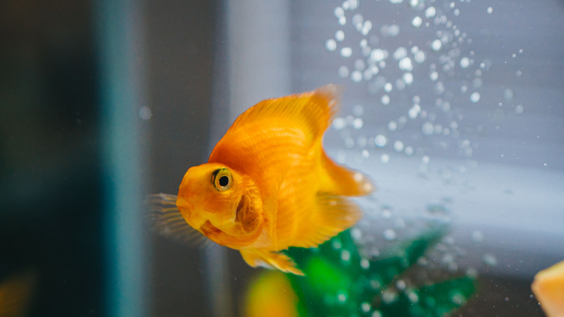 Close-up of a vibrant goldfish swimming gracefully in a clear aquarium setting.