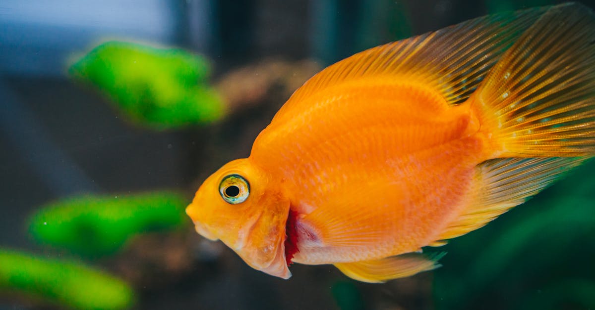 財經:內地活魚被加麻醉藥,表面安全實際上卻危害健康!