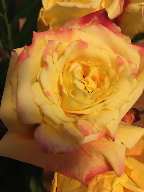 Free stock photo of garden roses, golden yellow, roses