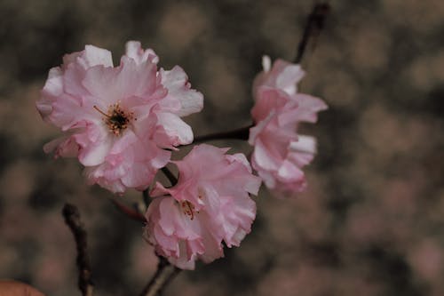 alan derinliği, Bahar çiçekleri, bulanık artalan içeren Ücretsiz stok fotoğraf