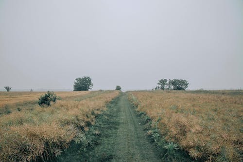 Unpaved Pathway Along the Grassland