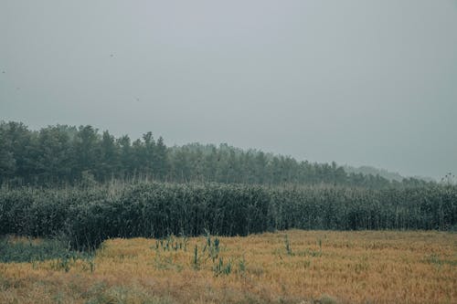 ağaç, alan, arazi içeren Ücretsiz stok fotoğraf