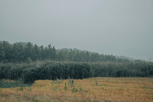 Foto profissional grátis de ao ar livre, área, árvore