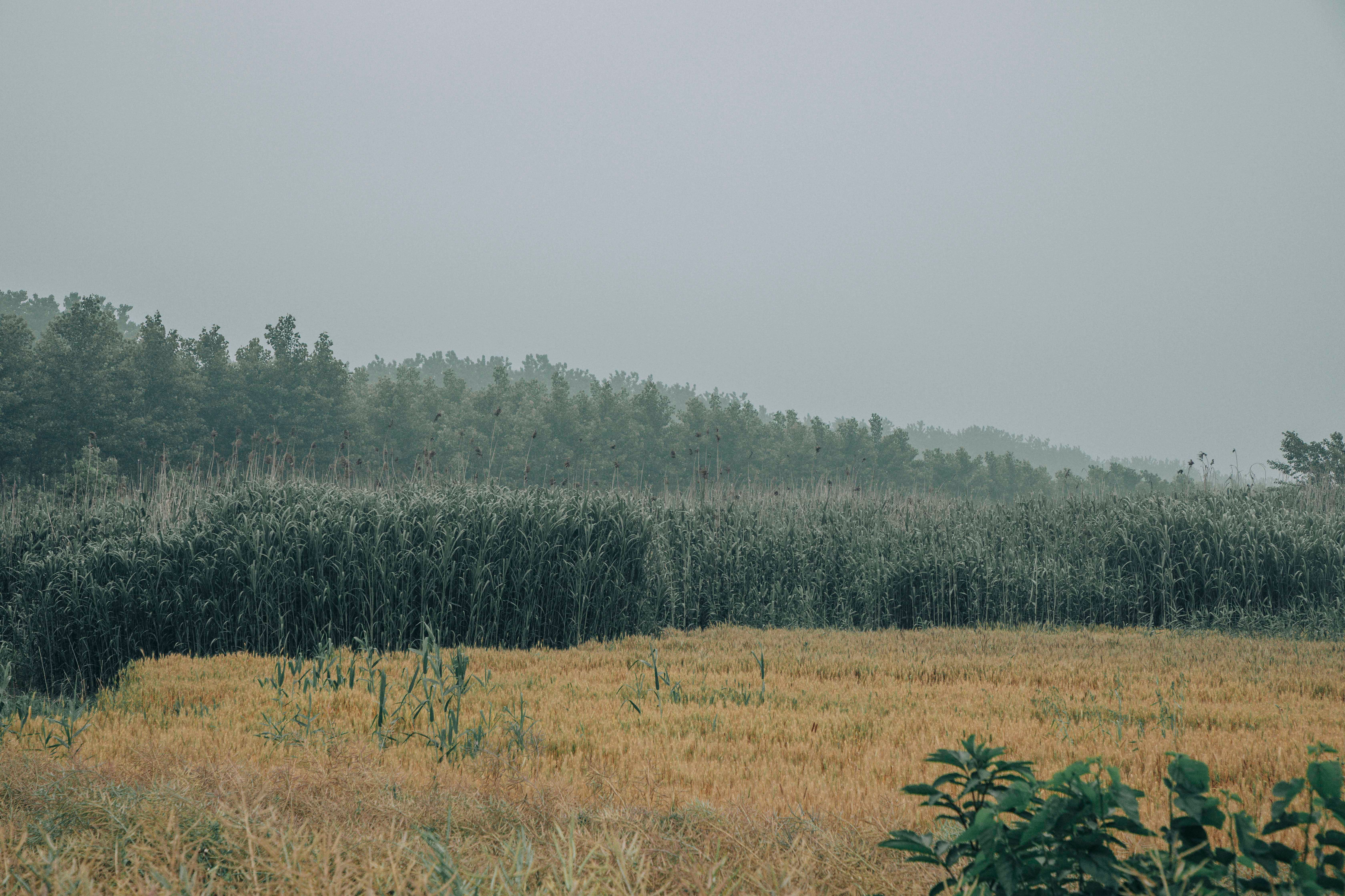 Tall grass growing on meadow near forest · Free Stock Photo