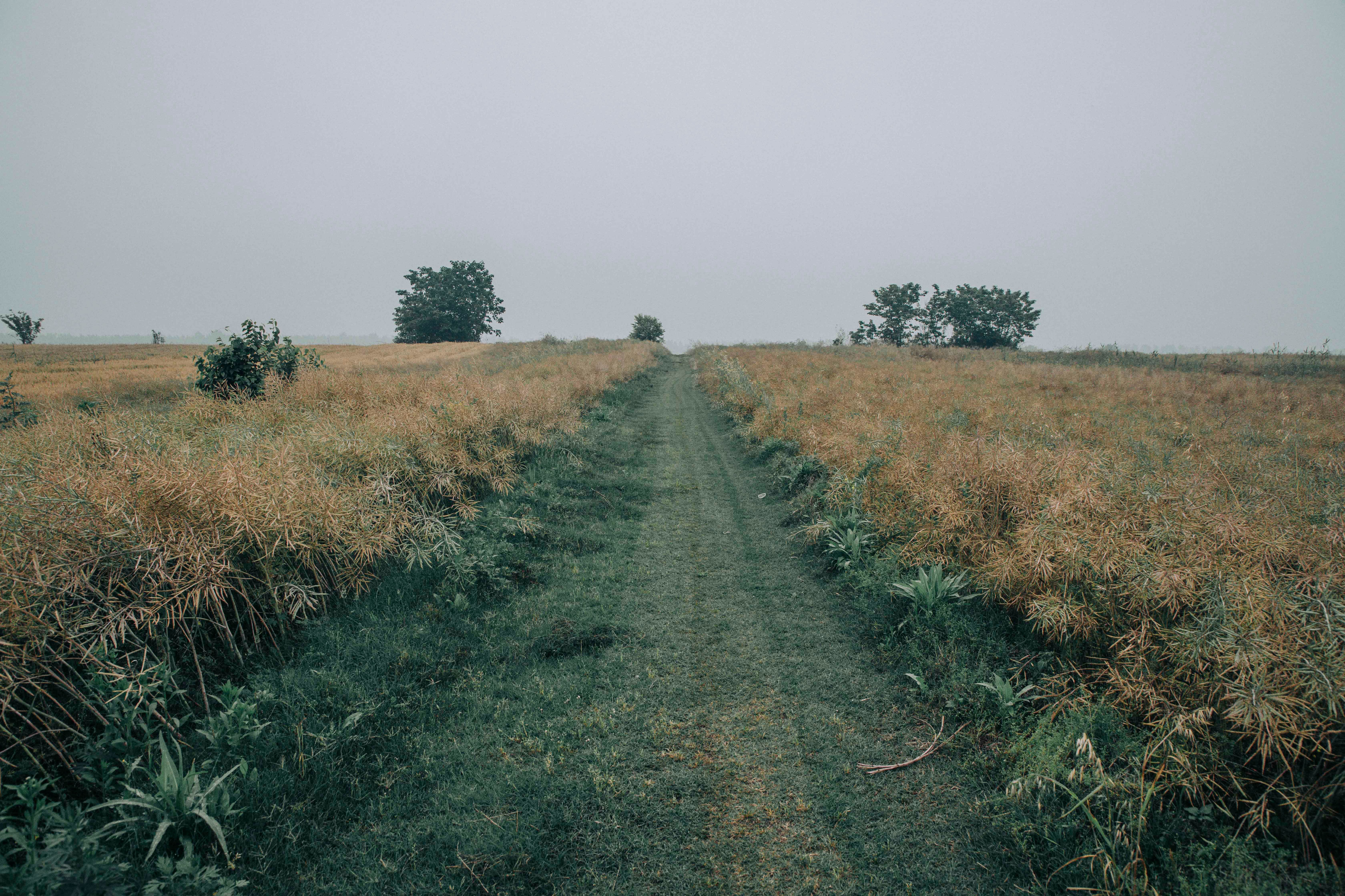 Rural path between agricultural fields in countryside · Free Stock Photo