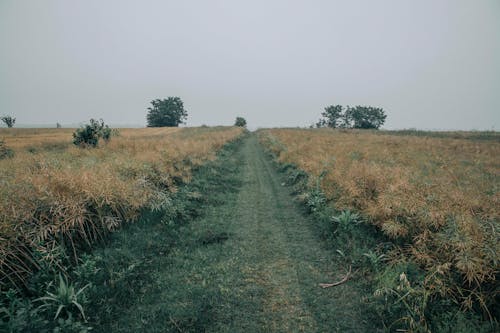 Perspective view of narrow straight footpath going through dry grassy agricultural plantations on overcast gloomy weather