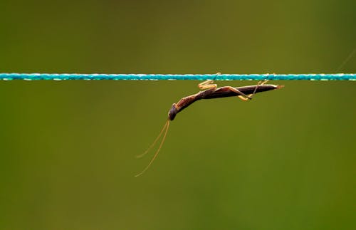 Foto profissional grátis de animais selvagens, animal, castanho