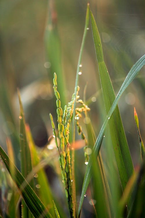 Foto profissional grátis de alimento, área, arroz