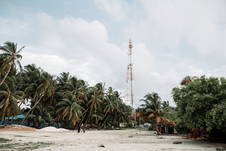 Photo Of Coconut Trees On Beach