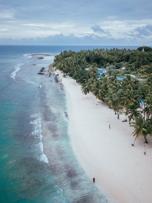 Green Palm Trees on Beach Shore