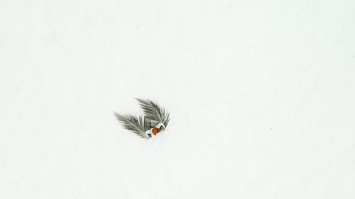 Free From above of backdrop representing green pointed palm leaves near bright sea shells on white surface Stock Photo