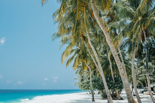 Free Serene tropical beach scene featuring palm trees and turquoise waters in Maldives, perfect for travel inspiration. Stock Photo