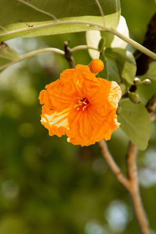Tropical yellow flower on tree