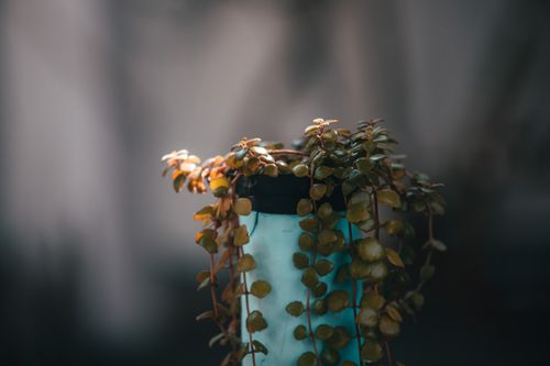 Free Plant with green spiky leaves growing on thin stalks in pot on blurred background Stock Photo