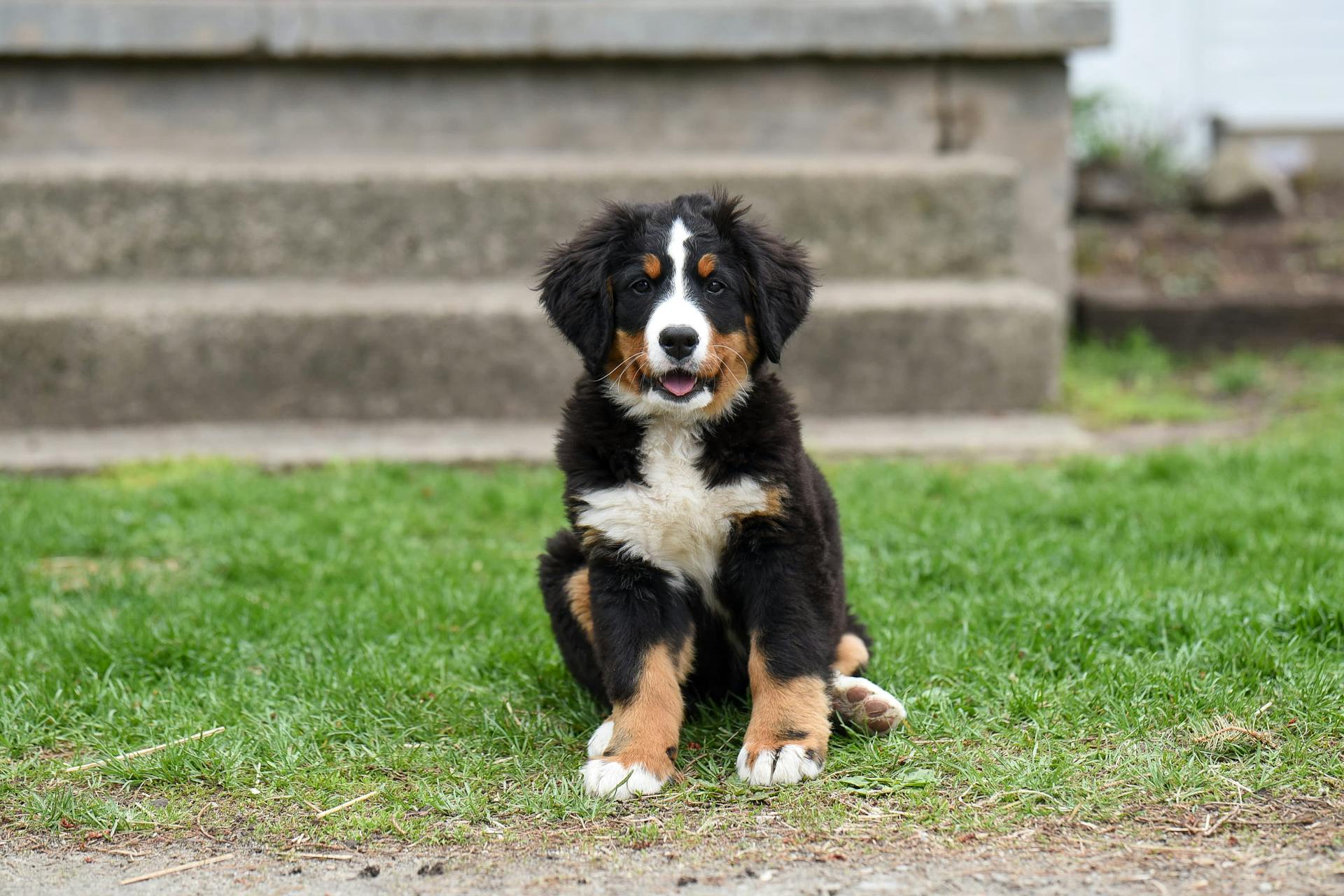 Adorable small Bernese Mountain dog looking at camera while sitting with tongue out on green meadow in daylight