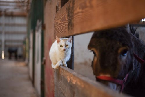 Free Cute fluffy white cat sitting on wooden fence near stallion in bridle in stall Stock Photo