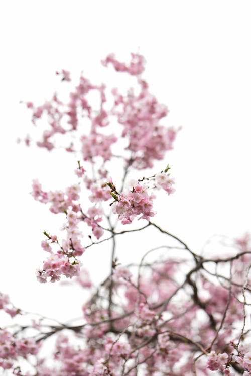 Pink Cherry Blossom on White Background