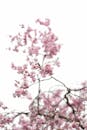 白色背景下，树枝上柔和的粉色樱花特写
