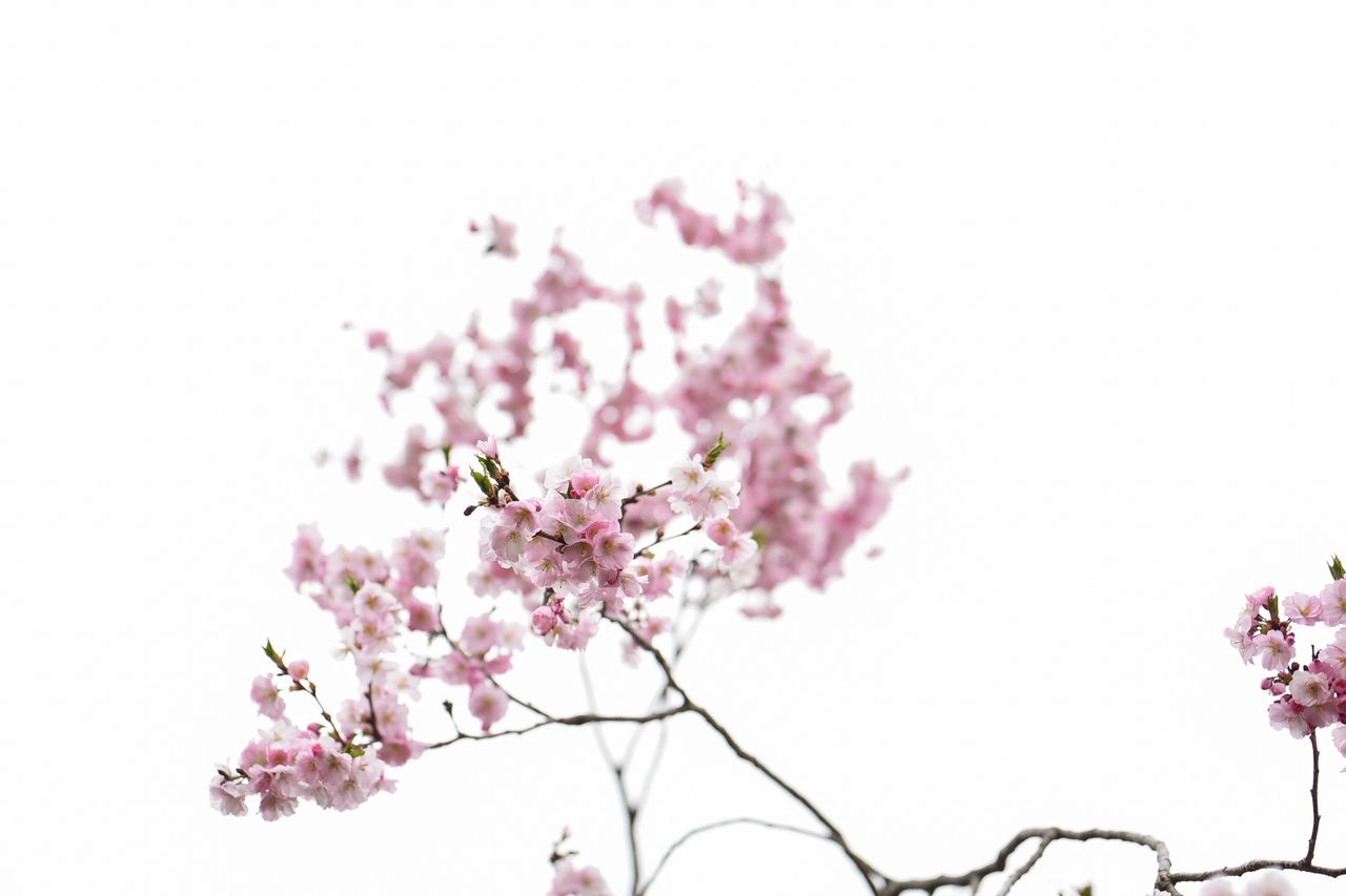 明るい空を背景に咲く淡いピンク色の桜