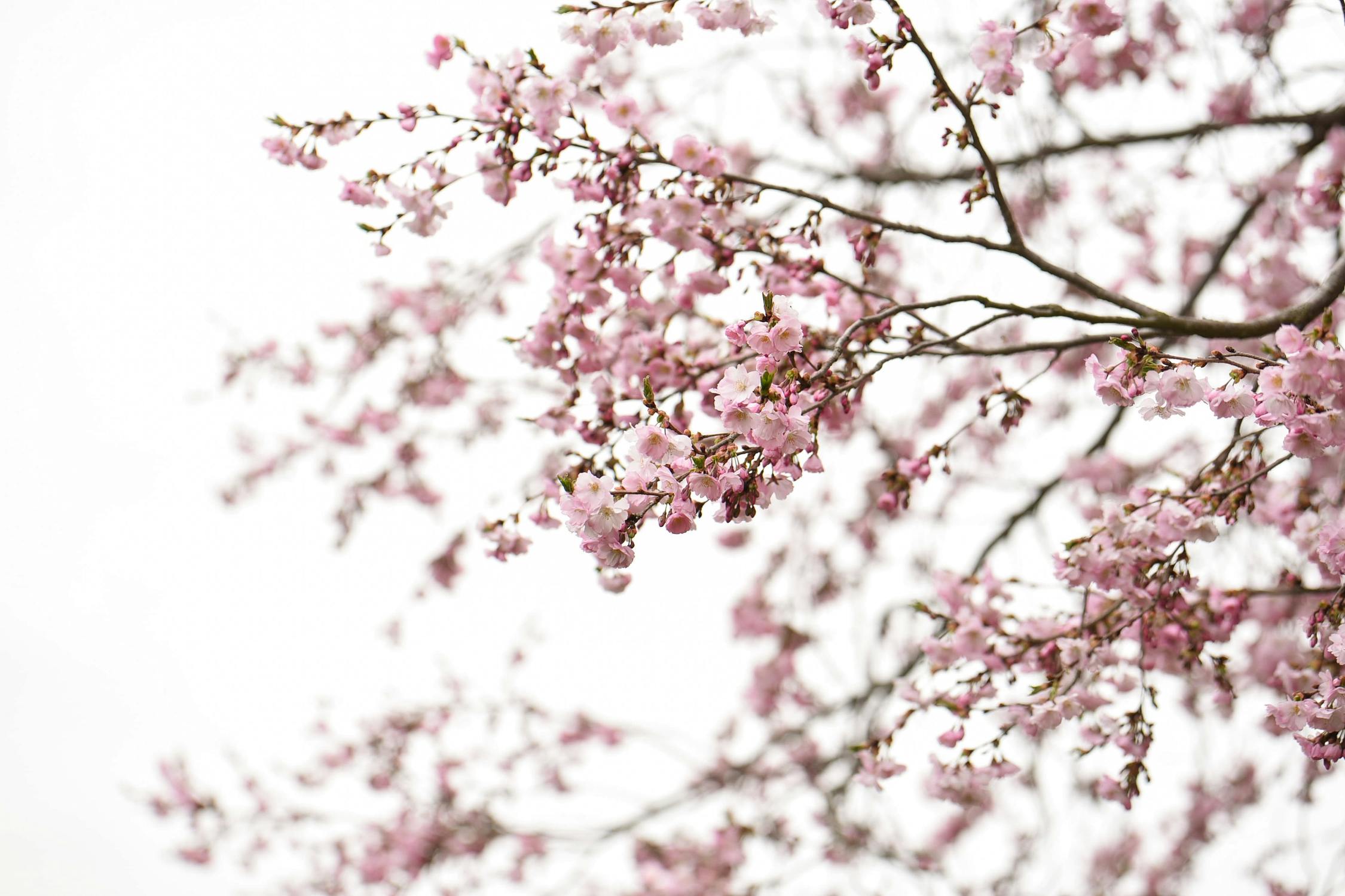 Pink Cherry Blossoms on White Background · Free Stock Photo