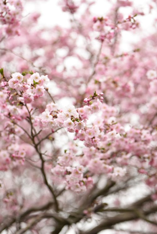 Free Selective Focus Photo of Pink Cherry Blossom Stock Photo