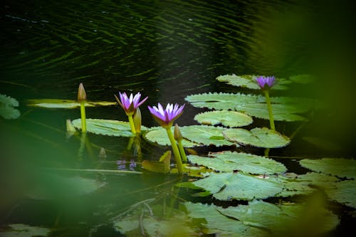 Gratis stockfoto met bloemen, h2o, vijver