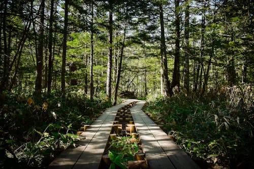 Brown Wooden Pathway Surrounded by Green Plants and Trees