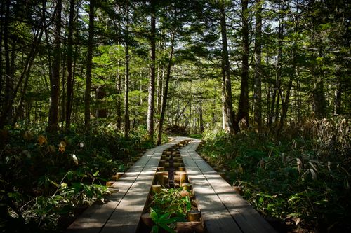Free Scenic wooden boardwalk leading through lush greenery in Matsumoto forest, perfect for nature hikes. Stock Photo
